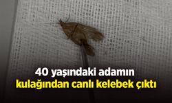 40 yaşındaki adamın kulağından canlı kelebek çıktı