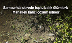 Samsun'da derede toplu balık ölümleri: Mahalleli kalıcı çözüm istiyor