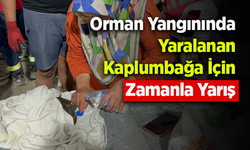 Orman Yangınında Yaralanan Kaplumbağa İÇin Zamanla Yarış