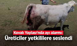 Kovalı Yaylası'nda ayı alarmı: Üreticiler yetkililere seslendi