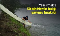 Yeşilırmak'a 30 bin Mersin balığı yavrusu bırakıldı