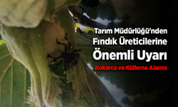 Tarım Müdürlüğü'nden Fındık Üreticilerine Önemli Uyarı