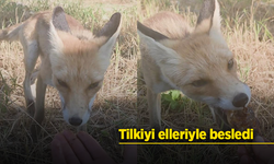 Tilkiyi elleriyle besledi