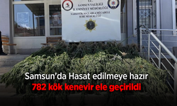 Samsun'da Dev Narkotik Operasyonu: Hasada Hazır 782 Kök Kenevir Yakalandı