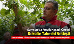 Samsun'da fındık rekolte tahmini çalışmaları tamamlandı