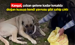 Kangal, çoban gelene kadar kırsalda doğan kuzuya kendi yavrusu gibi sahip çıktı