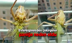 Evlere giren dev çekirgeler paniğe neden oldu