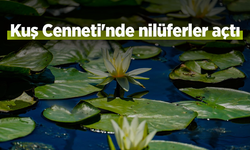 Kuş Cenneti'nde nilüferler açtı