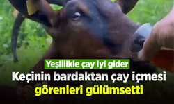 Keçinin bardaktan çay içmesi görenleri gülümsetti