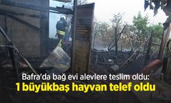 Bafra'da bağ evi alevlere teslim oldu: 1 büyükbaş hayvan telef oldu