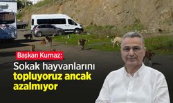Başkan Kurnaz: "Sokak hayvanlarını topluyoruz ancak azalmıyor"