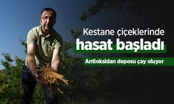 Kestane çiçeklerinde hasat başladı: Antioksidan deposu çay oluyor