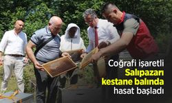 Coğrafi işaretli Salıpazarı kestane balında hasat başladı