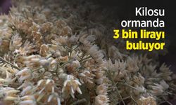 Kilosu ormanda 3 bin lirayı buluyor