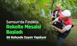 Samsun'da Fındıkta Rekolte Mesaisi Başladı: 86 Bahçede Sayım Yapılıyor