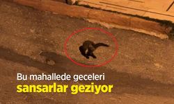 Bu mahallede geceleri sansarlar geziyor