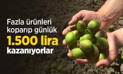 Fazla ürünleri koparıp günlük 1.500 lira kazanıyorlar
