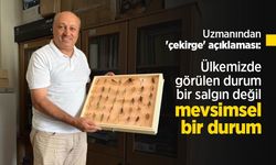 Uzmanından 'çekirge' açıklaması: "Ülkemizde görülen durum bir salgın değil, mevsimsel bir durum"