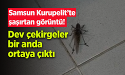 Samsun Kurupelit’te şaşırtan görüntü! Dev çekirgeler bir anda ortaya çıktı