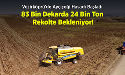 Vezirköprü’de Ayçiçeği Hasadı Başladı: 83 Bin Dekarda 24 Bin Ton Rekolte Bekleniyor!