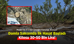 Muğla'da 11 Yıllık Emeğin Karşılığı Alınıyor: Damla Sakızında İlk Hasat Başladı, Kilosu 30-50 Bin Lira!