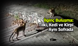 İlginç Buluşma: Tilki, Kedi ve Kirpi Aynı Sofrada