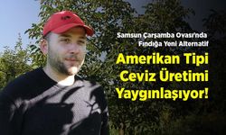 Samsun Çarşamba Ovası'nda Fındığa Yeni Alternatif: Amerikan Tipi Ceviz Üretimi Yaygınlaşıyor!