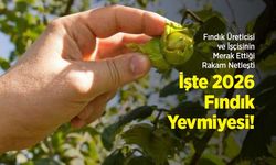 Fındık Üreticisi ve İşçisinin Merak Ettiği Rakam Netleşti: İşte 2026 Fındık Yevmiyesi!