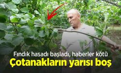 Fındık hasadı başladı, haberler kötü: Çotanakların yarısı boş