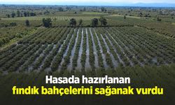 Hasada hazırlanan fındık bahçelerini sağanak vurdu
