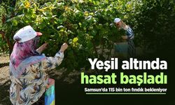 Yeşil altında hasat başladı: Samsun’da 115 bin ton fındık bekleniyor