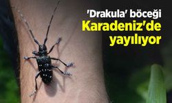 'Drakula' böceği Karadeniz'de yayılıyor