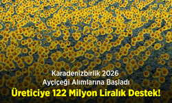 Karadenizbirlik 2026 Ayçiçeği Alımlarına Başladı: Üreticiye 122 Milyon Liralık Destek!