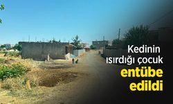 Kedinin ısırdığı çocuk entübe edildi