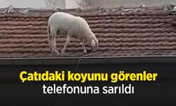 Çatıdaki koyunu görenler telefonuna sarıldı