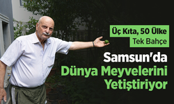 Üç Kıta, 50 Ülke, Tek Bahçe: Samsun'da Dünya Meyvelerini Yetiştiriyor