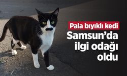 "Pala bıyıklı kedi" Samsun’da ilgi odağı oldu