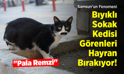Samsun'un Fenomeni "Pala Remzi": Bıyıklı Sokak Kedisi Görenleri Hayran Bırakıyor!
