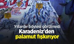 Yıllardır böylesi görülmedi: Karadeniz'den palamut fışkırıyor