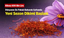 Kilosu 600 Bin Lira! Dünyanın En Pahalı Baharatı Safranda Yeni Sezon Dikimi Başladı