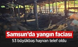 Samsun’da yangın faciası: 53 büyükbaş hayvan telef oldu