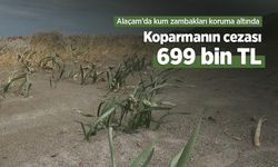 Alaçam’da kum zambakları koruma altında: Koparmanın cezası 699 bin TL