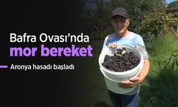 Bafra Ovası’nda mor bereket: Aronya hasadı başladı