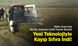 Bafra Ovası'nda 165 Bin Dekarda Çeltik Hasadı Başladı: Yeni Teknolojiyle Kayıp Sıfıra İndi!