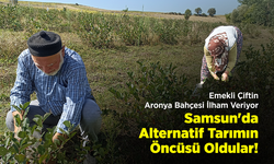 Emekli Çiftin Aronya Bahçesi İlham Veriyor: Samsun'da Alternatif Tarımın Öncüsü Oldular!