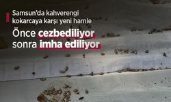 Samsun’da kahverengi kokarcaya karşı yeni hamle: Önce cezbediliyor, sonra imha ediliyor