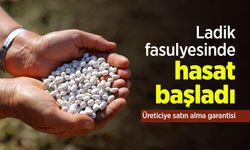 Ladik fasulyesinde hasat başladı: Üreticiye satın alma garantisi