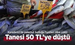 Karadeniz’de palamut bolluğu fiyatları dibe çekti: Tanesi 50 TL’ye düştü