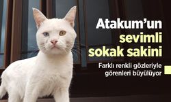 Atakum’un sevimli sokak sakini: Farklı renkli gözleriyle görenleri büyülüyor
