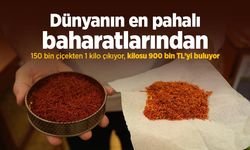 Dünyanın en pahalı baharatlarından: 150 bin çiçekten 1 kilo çıkıyor, kilosu 900 bin TL’yi buluyor